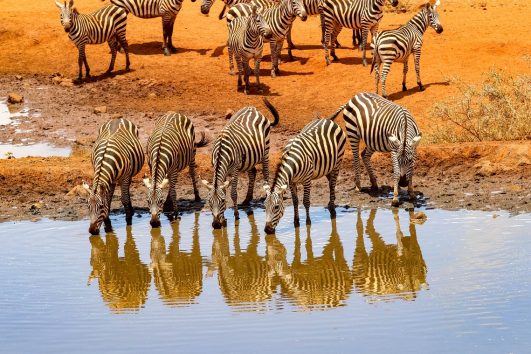 Serengeti
