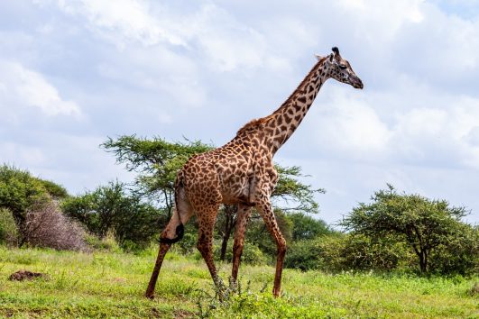 Nanyuki