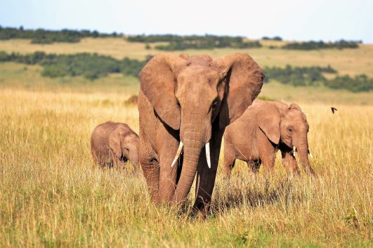 Samburu