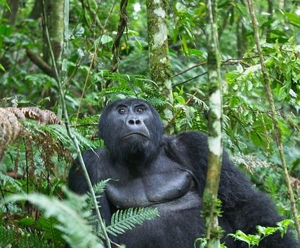 8-Day Uganda Primate Safari Itinerary