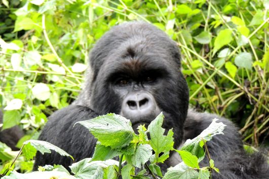 6-Day Primates Encouter Safari Itinerary