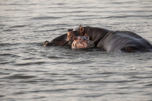Maasai Mara