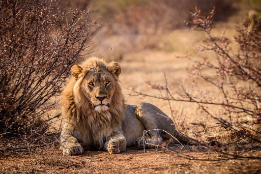 9 DAYS /8 Nights Migration Safari