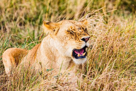3-day flight safari itinerary to Maasai Mara for two people, including a hot air balloon experience