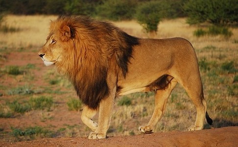 lion