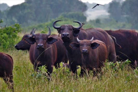 5-Day Gorilla Trekking Adventure in Uganda